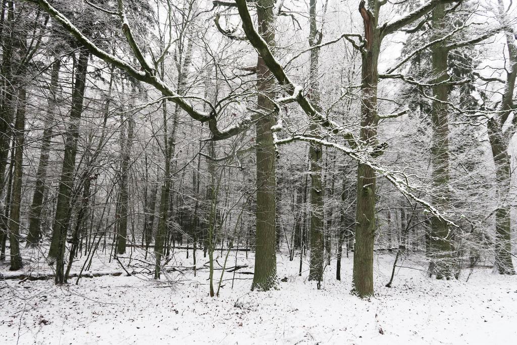 Cztery Pory Roku Vendégház Białowieża Kültér fotó