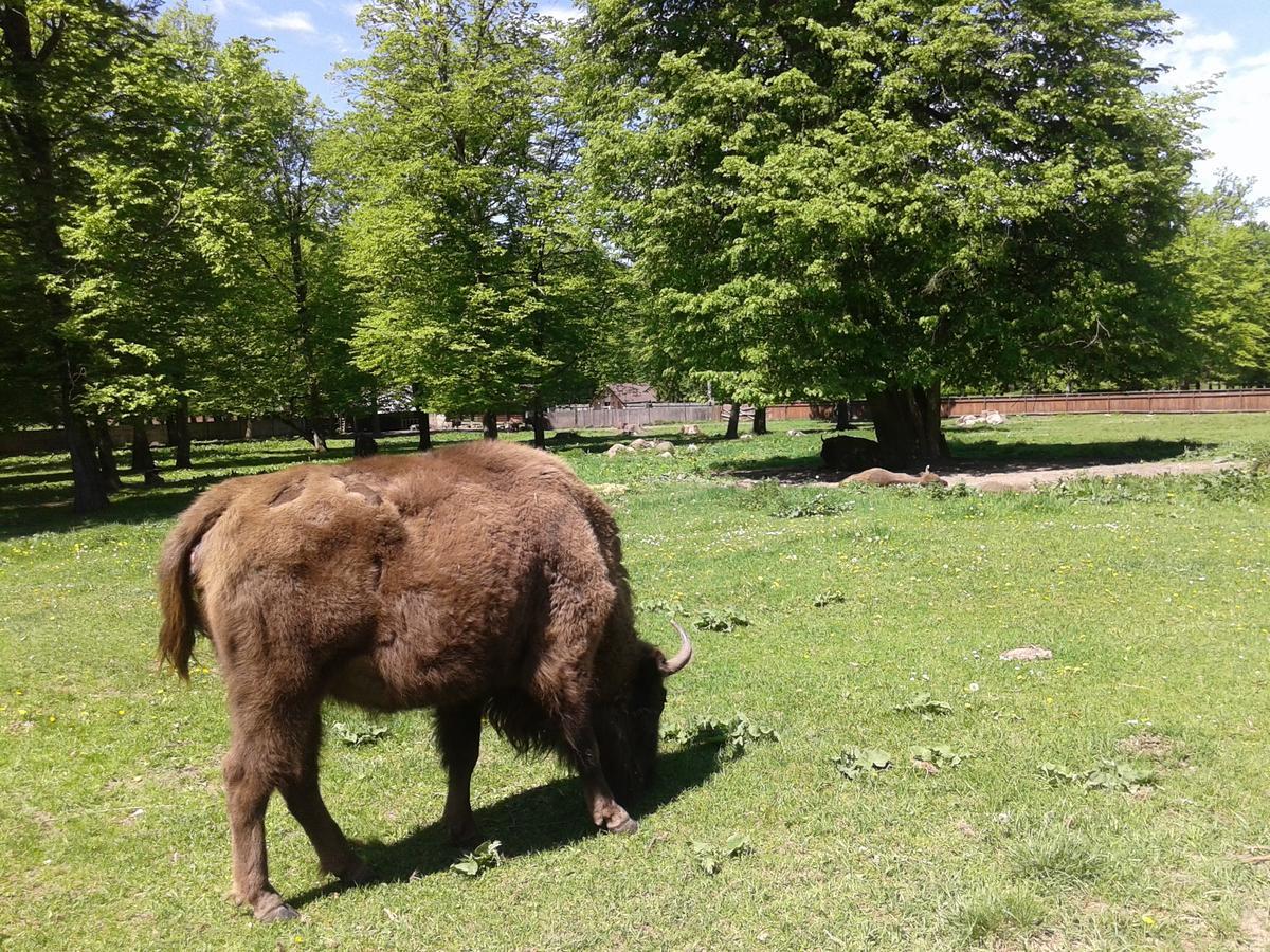 Cztery Pory Roku Vendégház Białowieża Kültér fotó