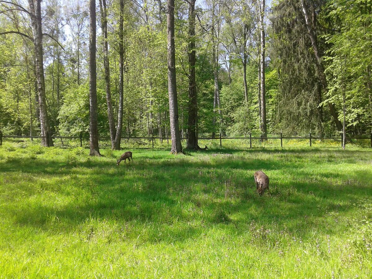 Cztery Pory Roku Vendégház Białowieża Kültér fotó