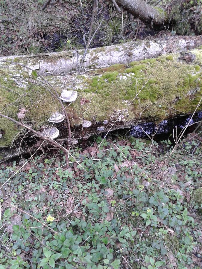 Cztery Pory Roku Vendégház Białowieża Kültér fotó