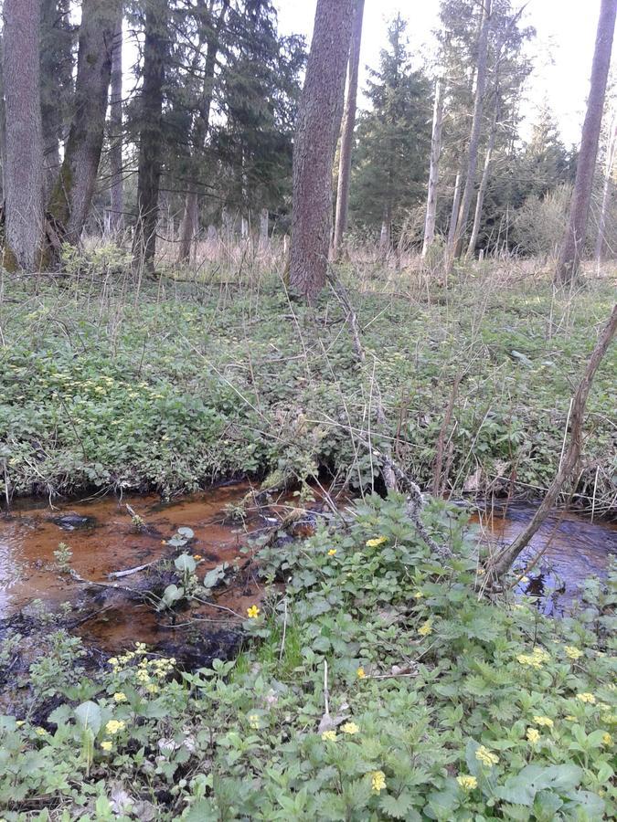 Cztery Pory Roku Vendégház Białowieża Kültér fotó